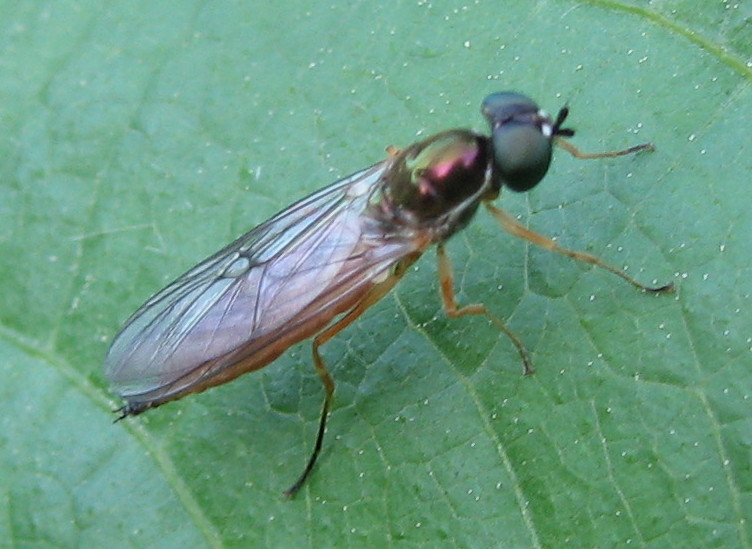 Melanostoma scalare M (Syrphidae)